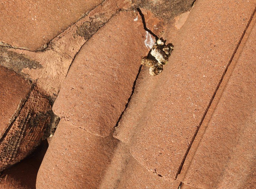Tile Roof Ridge Waterproofing project photo 5